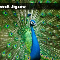 Peacock Jigsaw Online